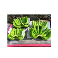 Bananas Verdes Cavendish Frescas de Alta Calidad, las Más Vendidas, en Cajas de Cartón de 4-5-6 Racimos, Directamente del Exportador de Vietnam