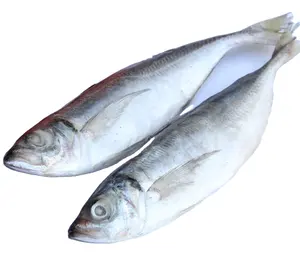 Obral Besar IQF Ikan Makarel Kuda Beku Makanan Laut untuk Dijual