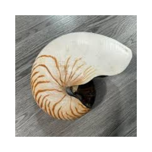 Conchas Marinas en Espiral Logarítmica Natural al por Mayor, Decoración con Temática de Playa - Product Image 5