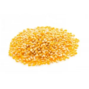 Vente chaude de farine de grain de consommation de maïs blanc congelé séché prix de gros pour l'alimentation animale