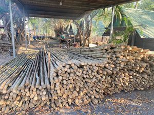 Pôles de bambou de qualité assurée, récoltés et traités pour une résistance supérieure, une longévité et des normes d'exportation internationales - Product Image 5