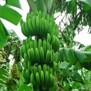 BANANA verde fresca, canvencida, vietnamita, buen precio - Product Image 1