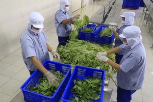 Premium Organic Frozen hojas de yuca mejor precio de fuente directa de Vietnam - Product Image 2