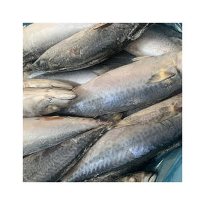 Selección superior de pescado barracuda congelado a precio de descuento para compradores comerciales a gran escala - Product Image 1