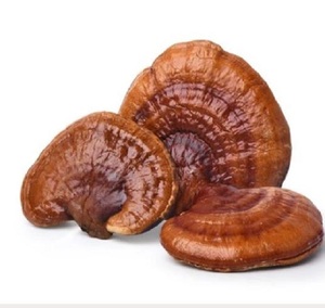 <span class=keywords><strong>Ganoderma</strong></span> chiết xuất bột tại toàn bộ giá bán Ấn Độ xuất khẩu của <span class=keywords><strong>Ganoderma</strong></span> chiết xuất - Product Image 1