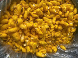 Double Dupion Golden Yellow Cocoons | Best Material for Silk Fabric Production | Craft Making - Product Image 5