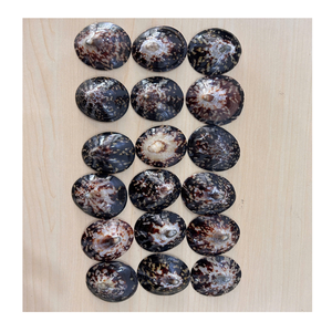 Vietnam Limpet Shell fourni par 99 Gold Data pour le style intérieur et l'artisanat décoratif Limpet Shell Utilisation - Product Image 4