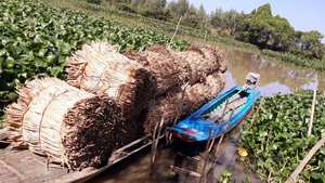 Meilleur Prix Hyacine D'eau Brute Du Vietnam/Jacinthe D'eau Séchée Pour La Fabrication De L'artisanat - Product Image 5