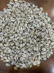 Conchas de cauri naturales para fabricantes de joyas, arte y artesanía y decoración de interiores - Product Image 6