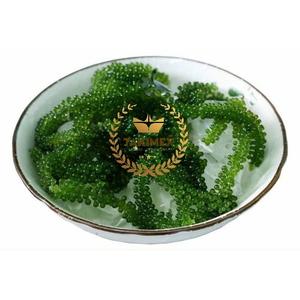 <b>SEAWEED</b>/ SEAGRAPE DELICIOUS BEST QUALITY VIET NAM - Product Image 3