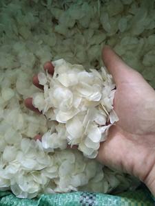 Écailles de poisson Produit séché de qualité supérieure Matériau naturel authentique utilisé pour la vente en gros de gélatine en vrac disponible - Product Image 5