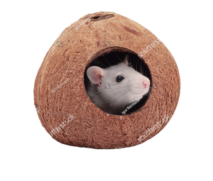 Escondite de cáscara de tres cuartos de coco sostenible y ecológico fabricado en Sri Lanka, mejor utilizado como escondites de animales pequeños - Product Image 4