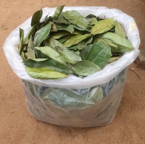 Té de Hoja de Guanábana Seca - Product Image 1