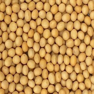 Soybeans Organic Non Gmo Whole Yellow <b>Beans</b> For Cooking And <b>Baking</b> For Sale - Product Image 1