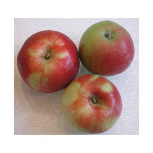 Manzanas Golden Delicious Frescas, Suaves y Dulces para Comerciantes Internacionales, Supermercados y Mayoristas de Productos Agrícolas - Product Image 3