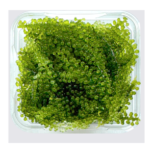 Raisins de mer avec forme déshydratée salée Raisins de mer Umibudo, Caviar d'algues déshydratées Superfood sain pour salade, Sushi - Product Image 3