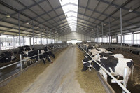 Structure en acier sur mesure pour étable à vaches laitières, bâtiment d'élevage ventilé pour bétail