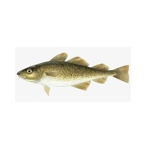 Mejor Precio Bacalao Salvaje del Atlántico |   Pescado Fresco de Bacalao del Atlántico Noruego Disponible - Product Image 2