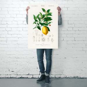 Charles Dessalines D'Orbigny's Agrumes Limonium <b>Poster</b> in Black Frame - Product Image 3