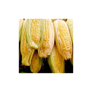 Maíz seco amarillo de Grado 2/maíz sin OMG para consumo humano y alimentación animal - Product Image 6