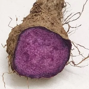 Finest quality IQF frozen Purple Yam cut in half slice dice cube from Vietnam supplier for export only