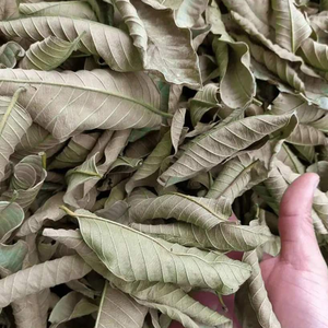 Vente en gros de feuilles de goyave séchées pour usage pharmaceutique et cosmétique - Product Image 4