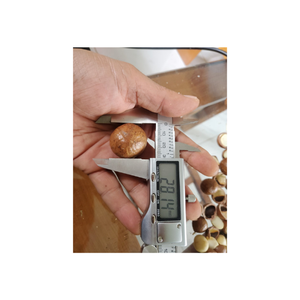 99GD Les noix de macadamia sont une excellente source de protéines à base de plantes pour les végétariens et les végétaliens - Product Image 2