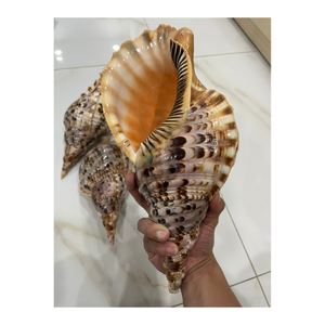 Coquillages de mer en trompette en spirale naturelle du Vietnam pour les fans d'aquarium, les décorateurs de mariage, les concepteurs côtiers et les boutiques de cadeaux - Product Image 5