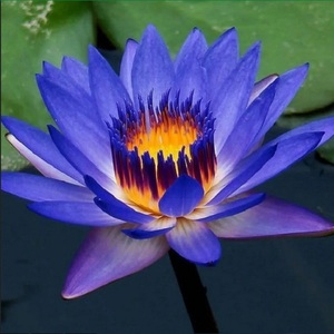 Nymphaerulea น้ำมันดอกบัวธรรมชาติสีฟ้า - Product Image 3