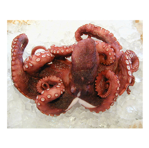 Pulpo Gigante Entero (Congelado) de la Mejor Calidad a Precio de Oferta - Product Image 6