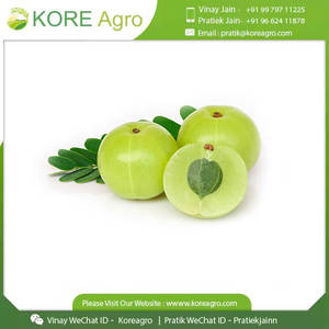 Poudre d'extrait sec d'Amla 100% organique et pur Extrait d'herbes de fruits entiers de qualité alimentaire extrait par solvant pour les acheteurs mondiaux - Product Image 2