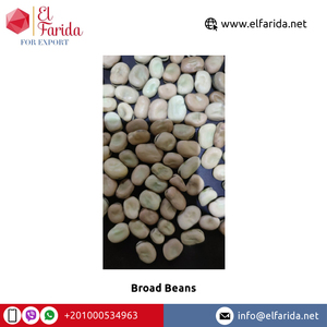 Frijoles secos marrones egipcios de primera calidad, altamente nutritivos, de la mejor calidad, disponibles en embalaje de bolsa de PP - Product Image 3