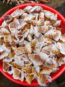 Coquillages vietnamiens en vrac à un prix d'usine: Choix du collectionneur - Product Image 6