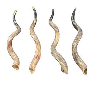 Shofar authentique en corne de buffle, fabriqué avec soin pour les rassemblements spirituels, les festivals, l'utilisation au temple, la décoration de cuisine - Product Image 1