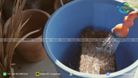 Bloc de tourbe de coco compressée de haute qualité 5 kg pour pépinière et jardin Utilisation propre et organique Substrat de fibres de coco