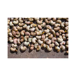 StarLabの売れ筋生カシューナッツ - Product Image 1