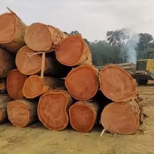 <b>Logs</b> for Export Mahogany <b>Logs</b> for Export <b>Logs</b> for Export to Uganda - Product Image 6