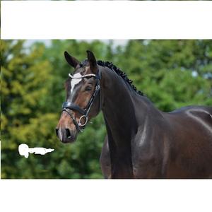 Hot Multi Couleur En Cuir Véritable Cheval Bride Taille Pleine En Gros nouvelle Haute Qualité Cheval Snaffle Bride En Cuir En Top Noir - Product Image 1