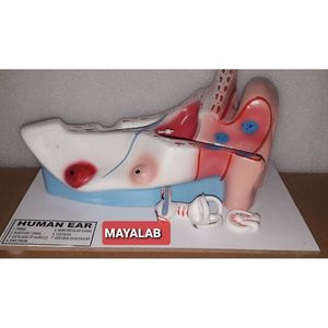 แบบจำลองหูมนุษย์ทางกายวิภาค ทำจากพลาสติก PVC สำหรับการฝึกอบรมทางวิทยาศาสตร์การแพทย์ สำหรับโรงเรียนแพทย์และสถาบันฝึกอบรม - Product Image 1