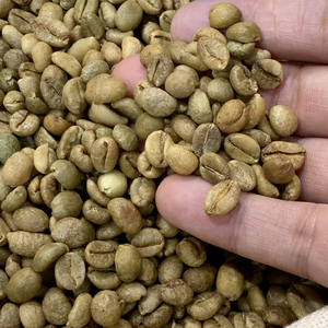 Granos de café verde Arábica de Vietnam de cultivo fresco de grado especial certificado por la UE 2024 listos con muestras y documentos - Product Image 6