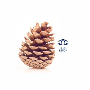 Pommes de pin séchées pour la décoration de noël-produit de haute qualité provenant des usines du Vietnam - Product Image 1