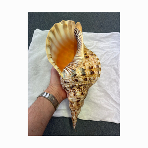 Precio al por Mayor de Concha de Trompeta Charonia Gigante/ Concha de Tritón/ Concha de Caracol Reina Pulida de Primera Calidad para Decoración - Product Image 1