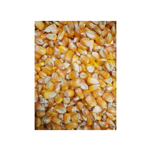 Maíz Amarillo Seco No Modificado Genéticamente de Alta Calidad, Grado A, de Brasil, para Alimentación Humana y Animal, Nueva Cosecha, Venta al Por Mayor, Precios Competitivos - Product Image 2