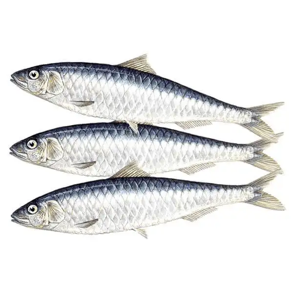 Sardine pesce Sardine congelate Sardine surgelate produce BQF pesce Sardine rotonde intere