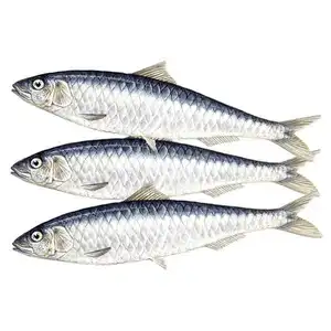 سمك السردين المجمدة المجمدة السردين المصنوعات BQF الجولة بأكملها سمك السردين