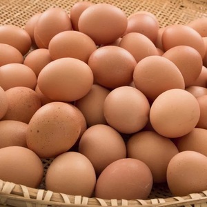 Huevos Frescos y Conservados para Incubación, para Panaderías, Hoteles y Servicios de Catering, Suministro a Granel para Uso Alimentario - Product Image 2