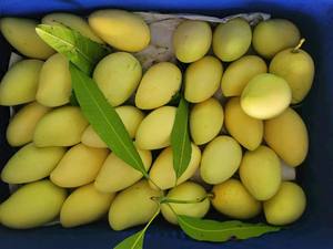 Mangue fraîche à vendre Fournisseur de mangue mûre du Vietnam Emballage en gros d'exportation de fruits de mangue douce tropicale pour le marché international - Product Image 6