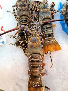 Homard surgelé au prix de gros avec livraison rapide, meilleure qualité - Product Image 4