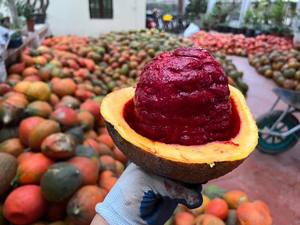 ถุง GAC momordica 500กรัมกระบวนการ iqf แช่แข็งและแห้งแบบออร์แกนิกฟาร์มดอกบัวสีน้ำเงิน - Product Image 4