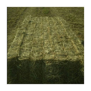 Heno de Rhodes de bajo costo, hierba seca fina, ofrecido para distribuidores y compradores comerciales - Product Image 3